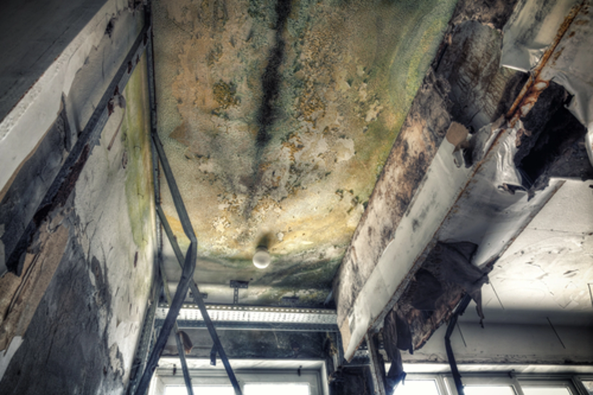 Green and Black Mold on Ceiling What is Black Mold