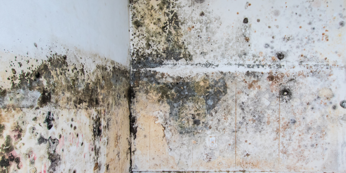 Visible Mold Spots Visible Mold Spots