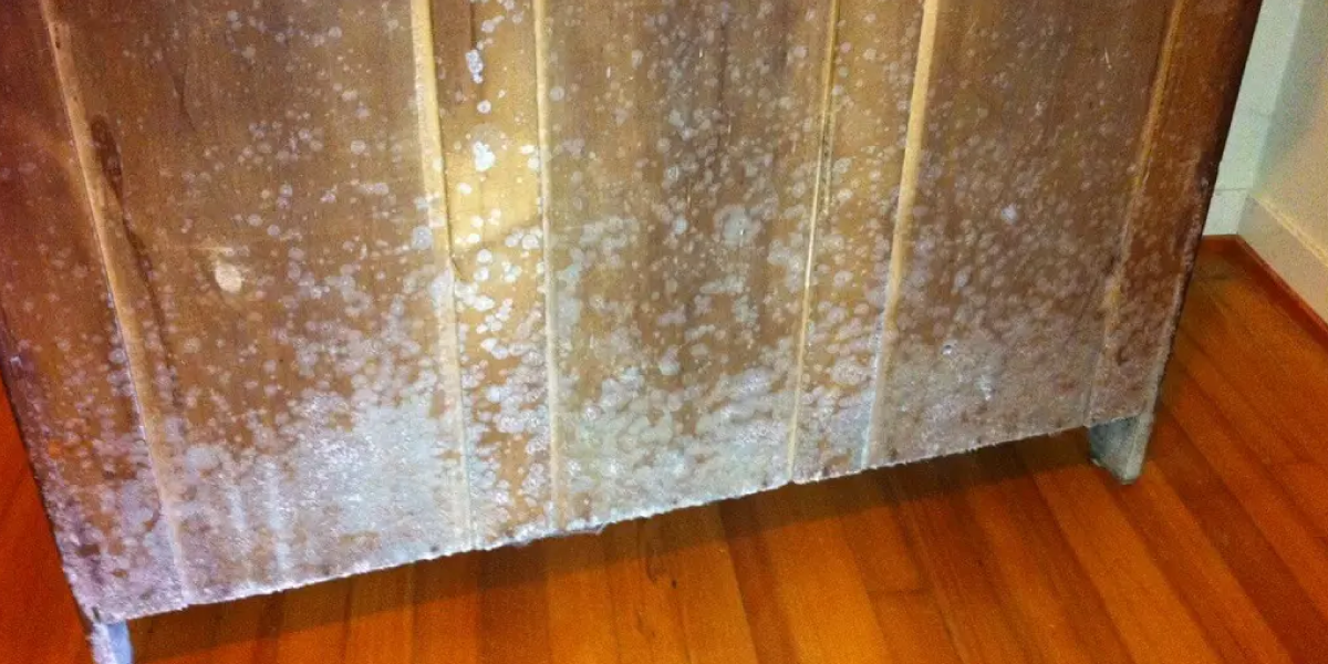 How to Tell If Its Mold on Wood How to Tell If It’s Mold on Wood